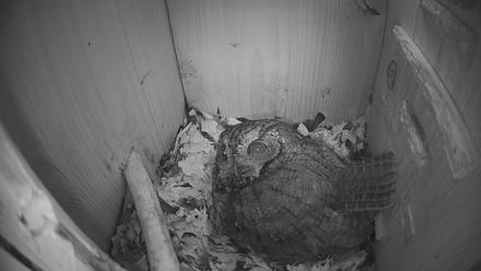 Eastern Screech Owl Nest Box Live Webcam - Mar 7, 2026, 7:31am CST