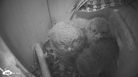 Eastern Screech Owl Nest Box Live Webcam - Apr 12, 2026, 10:07pm CDT