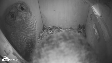 Eastern Screech Owl Nest Box Live Webcam - Apr 15, 2026, 4:53am CDT