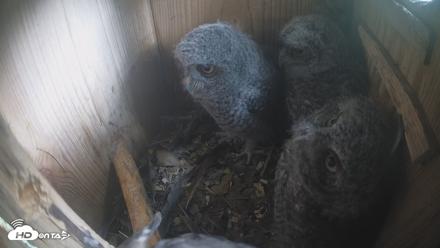 Eastern Screech Owl Nest Box Live Webcam - Apr 15, 2026, 2:25pm CDT