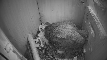 Eastern Screech Owl Nest Box Live Webcam - Mar 18, 2026, 11:59pm CDT