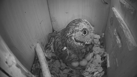 Eastern Screech Owl Nest Box Live Webcam - Mar 7, 2026, 7:32am CST