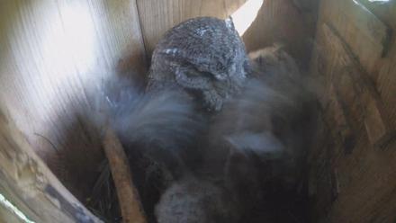 Eastern Screech Owl Nest Box Live Webcam - Apr 7, 2026, 10:21am CDT