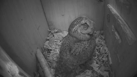 Eastern Screech Owl Nest Box Live Webcam - Feb 4, 2026, 5:04am CST