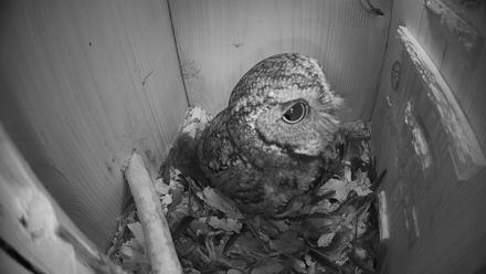 Eastern Screech Owl Nest Box Live Webcam - Feb 17, 2026, 9:09pm CST