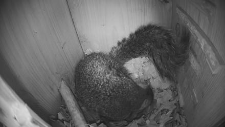 Eastern Screech Owl Nest Box Live Webcam - Jan 30, 2026, 9:02am CST