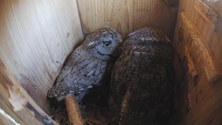 Eastern Screech Owl Nest Box Live Webcam - Feb 12, 2026, 2:44pm CST
