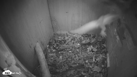 Eastern Screech Owl Nest Box Live Webcam - Apr 22, 2026, 8:45pm CDT