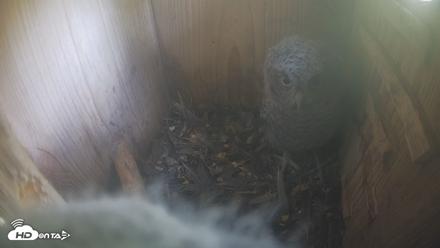 Eastern Screech Owl Nest Box Live Webcam - Apr 19, 2026, 4:56pm CDT