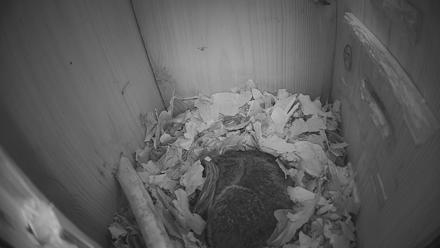 Eastern Screech Owl Nest Box Live Webcam - Jan 26, 2026, 5:17am CST