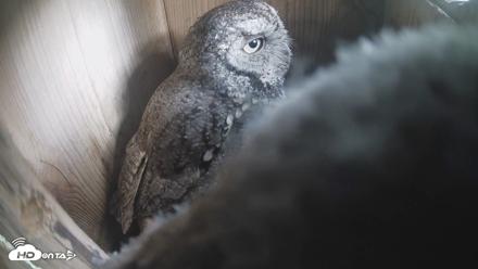 Eastern Screech Owl Nest Box Live Webcam - Apr 20, 2026, 7:44am CDT