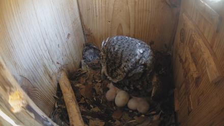 Eastern Screech Owl Nest Box Live Webcam - Mar 19, 2026, 1:01pm CDT