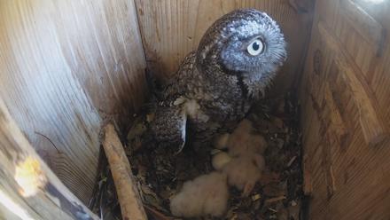 Eastern Screech Owl Nest Box Live Webcam - Mar 22, 2026, 2:01pm CDT