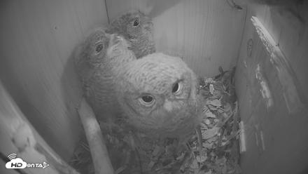 Eastern Screech Owl Nest Box Live Webcam - Apr 17, 2026, 6:38am CDT