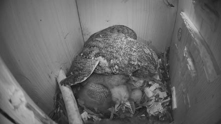Eastern Screech Owl Nest Box Live Webcam - Mar 28, 2026, 8:54pm CDT