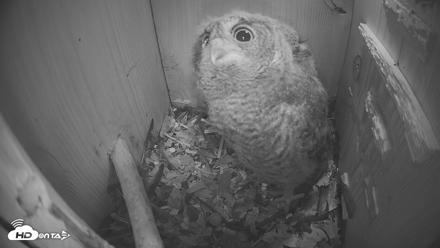 Eastern Screech Owl Nest Box Live Webcam - Apr 17, 2026, 6:41am CDT