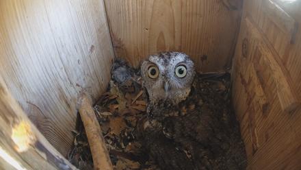 Eastern Screech Owl Nest Box Live Webcam - Mar 19, 2026, 2:04pm CDT