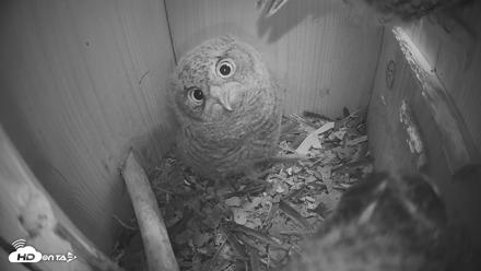 Eastern Screech Owl Nest Box Live Webcam - Apr 17, 2026, 7:54pm CDT