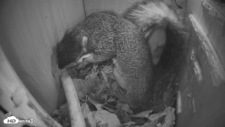 Eastern Screech Owl Nest Box Live Webcam - Oct 1, 2026, 8:07am CDT