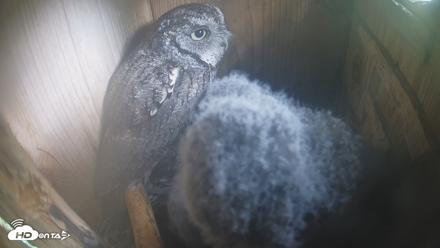 Eastern Screech Owl Nest Box Live Webcam - Apr 11, 2026, 10:50am CDT