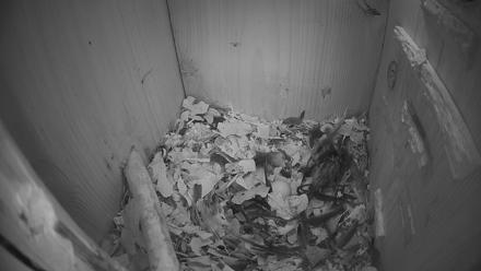 Eastern Screech Owl Nest Box Live Webcam - Feb 15, 2026, 4:05pm CST