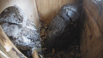 Eastern Screech Owl Nest Box Live Webcam - Feb 13, 2026, 3:16pm CST