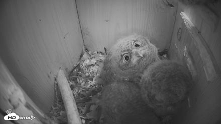 Eastern Screech Owl Nest Box Live Webcam - Apr 12, 2026, 10:03pm CDT