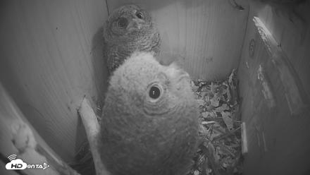 Eastern Screech Owl Nest Box Live Webcam - Apr 19, 2026, 10:09pm CDT