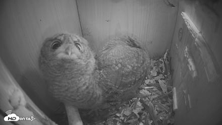 Eastern Screech Owl Nest Box Live Webcam - Apr 19, 2026, 10:09pm CDT