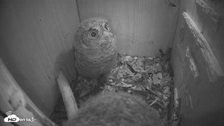 Eastern Screech Owl Nest Box Live Webcam - Apr 16, 2026, 8:43pm CDT