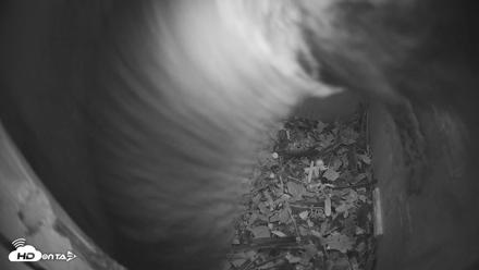 Eastern Screech Owl Nest Box Live Webcam - Apr 22, 2026, 8:55pm CDT