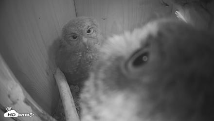 Eastern Screech Owl Nest Box Live Webcam - Apr 22, 2026, 7:44pm CDT