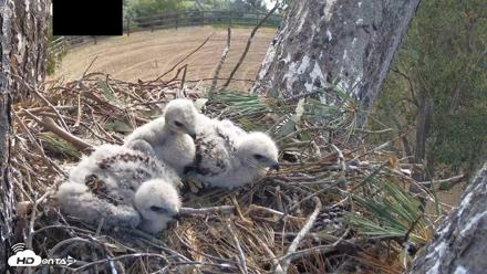 Eastern Screech Owl Nest Box Live Webcam - Apr 14, 2026, 11:08am CDT