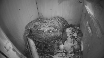 Eastern Screech Owl Nest Box Live Webcam - Mar 18, 2026, 11:47pm CDT