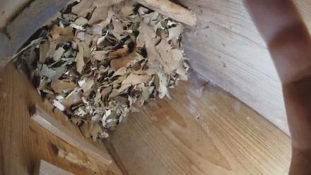 Eastern Screech Owl Nest Box Live Webcam - Dec 26, 2025, 6:24pm CST