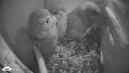 Eastern Screech Owl Nest Box Live Webcam - Apr 17, 2026, 6:35am CDT