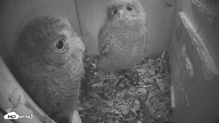 Eastern Screech Owl Nest Box Live Webcam - Apr 19, 2026, 10:12pm CDT