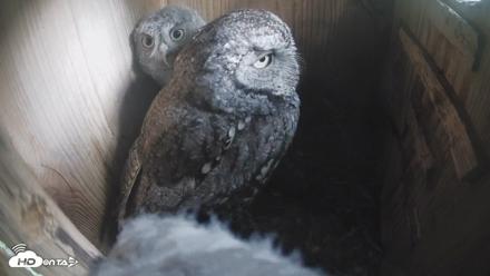 Eastern Screech Owl Nest Box Live Webcam - Apr 20, 2026, 7:45am CDT