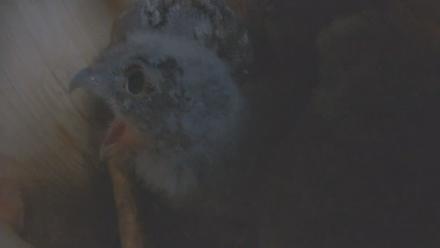 Snapshot Preview Image