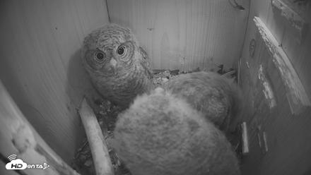 Eastern Screech Owl Nest Box Live Webcam - Apr 15, 2026, 8:45pm CDT