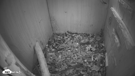 Eastern Screech Owl Nest Box Live Webcam - Apr 22, 2026, 8:42pm CDT