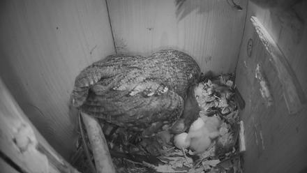 Eastern Screech Owl Nest Box Live Webcam - Mar 19, 2026, 12:16am CDT