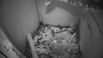Eastern Screech Owl Nest Box Live Webcam - Mar 24, 2026, 1:56am CDT