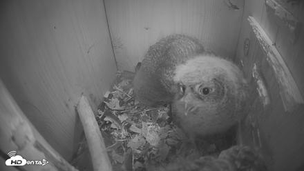 Eastern Screech Owl Nest Box Live Webcam - Apr 14, 2026, 5:42am CDT