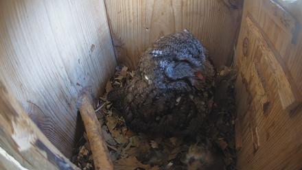 Eastern Screech Owl Nest Box Live Webcam - Feb 11, 2026, 2:12pm CST