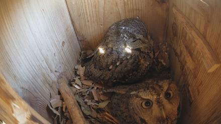 Eastern Screech Owl Nest Box Live Webcam - Feb 7, 2026, 9:31am CST