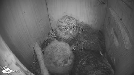 Eastern Screech Owl Nest Box Live Webcam - Apr 12, 2026, 10:05pm CDT