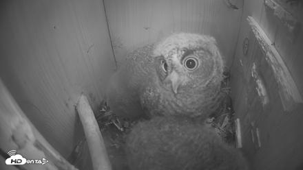 Eastern Screech Owl Nest Box Live Webcam - Apr 14, 2026, 2:24am CDT