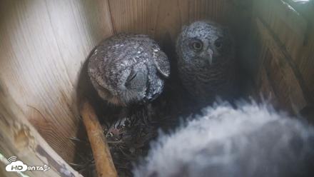 Eastern Screech Owl Nest Box Live Webcam - Apr 18, 2026, 9:58pm CDT