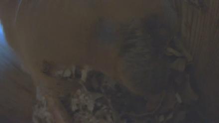 Eastern Screech Owl Nest Box Live Webcam - Dec 20, 2025, 11:09am CST